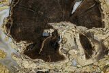 Polished Petrified Wood (Schinoxylon) Round - Wyoming #184841-1